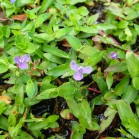 Murdannia spirata var. spirata (L.) G.Brückn.